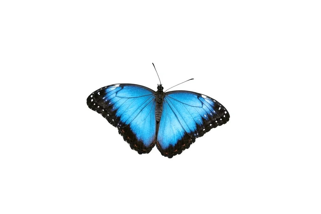 Simplified butterfly image placeholder for Image Editor